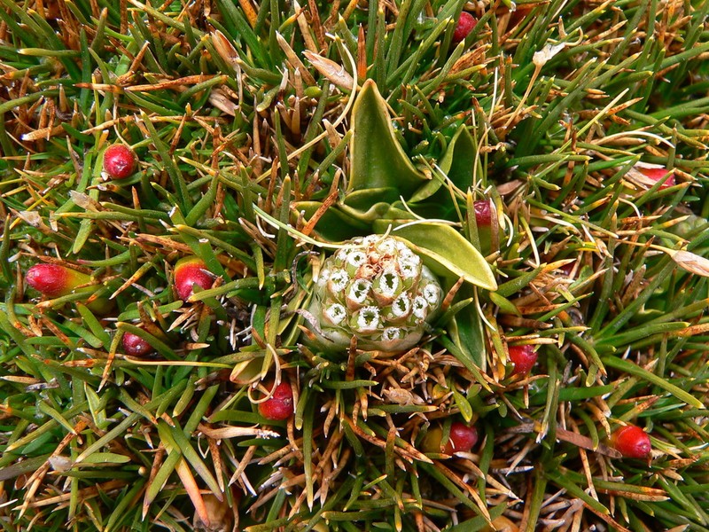 Myrosmodes nervosa photo 2