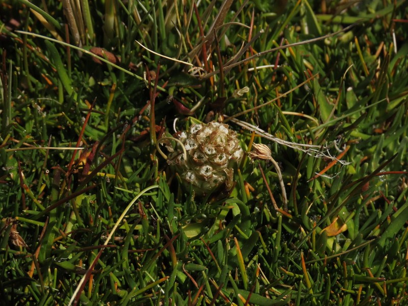 Myrosmodes nervosa photo 5