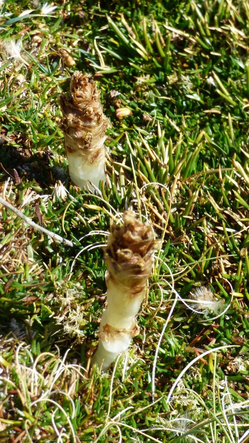 Myrosmodes nervosa photo 6
