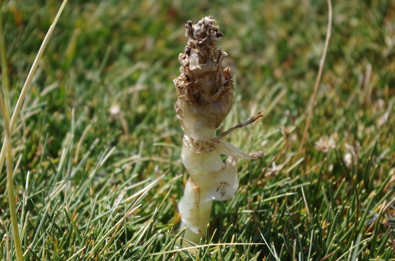 Myrosmodes nervosa photo 7