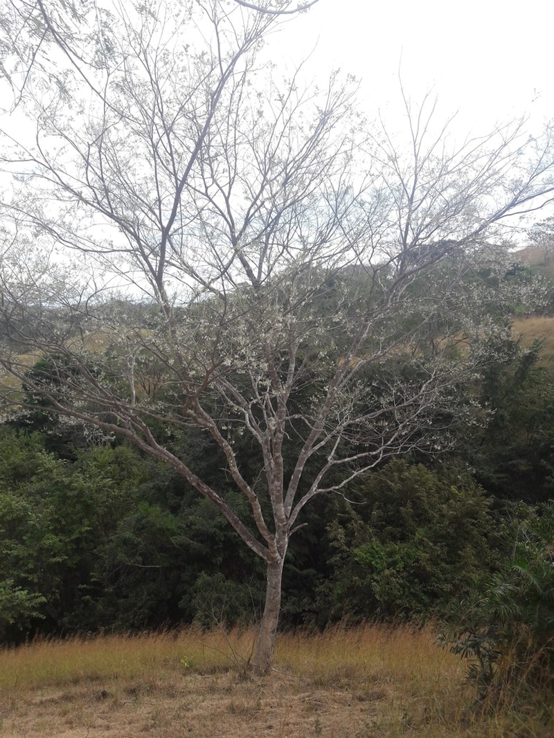 Cercipo photo 3