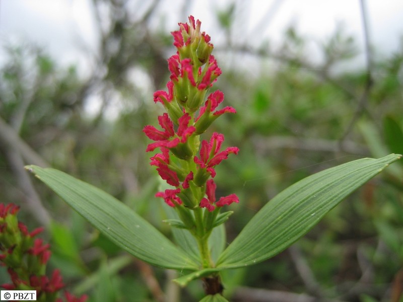 Myrothamnus moschatus