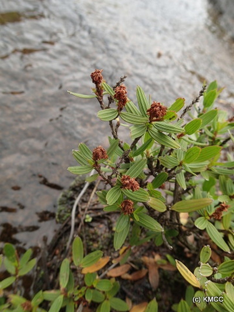 Myrothamnus moschatus photo 2