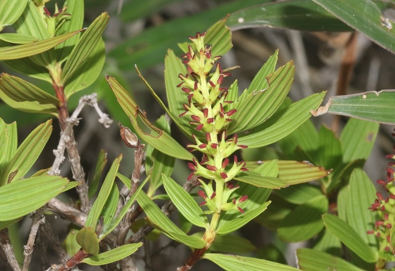 Myrothamnus moschatus photo 4