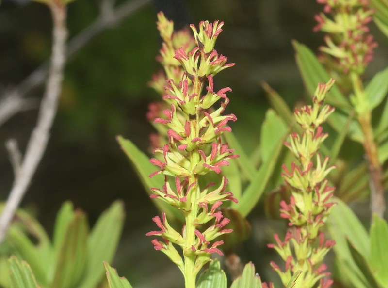Myrothamnus moschatus photo 5