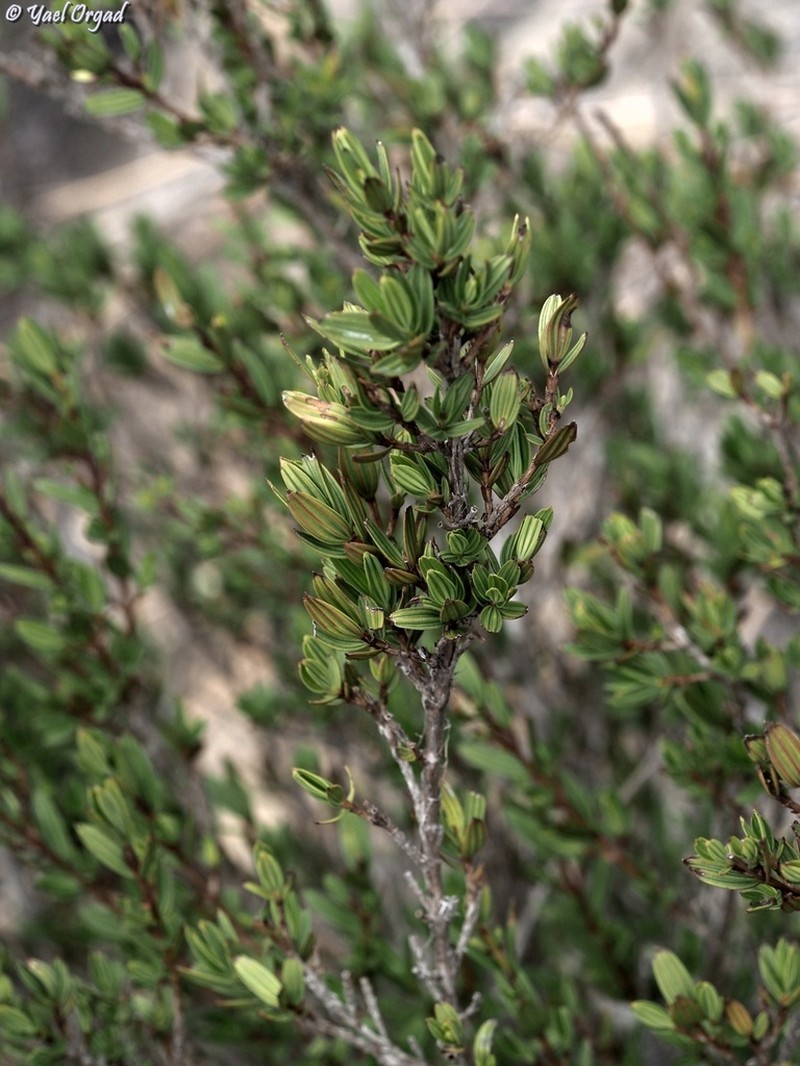 Myrothamnus moschatus photo 6