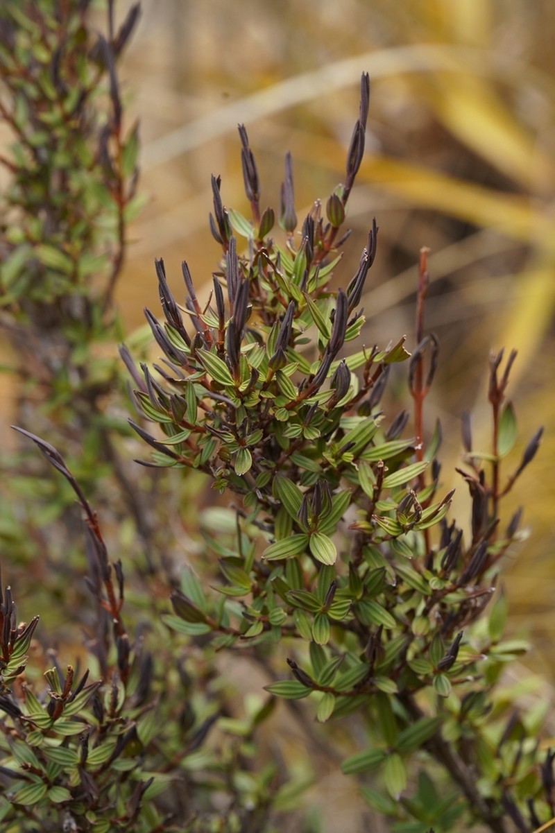 Myrothamnus moschatus photo 8