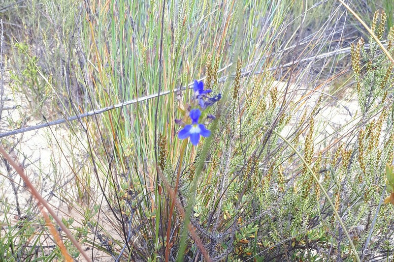 Myrovernix glandulosus