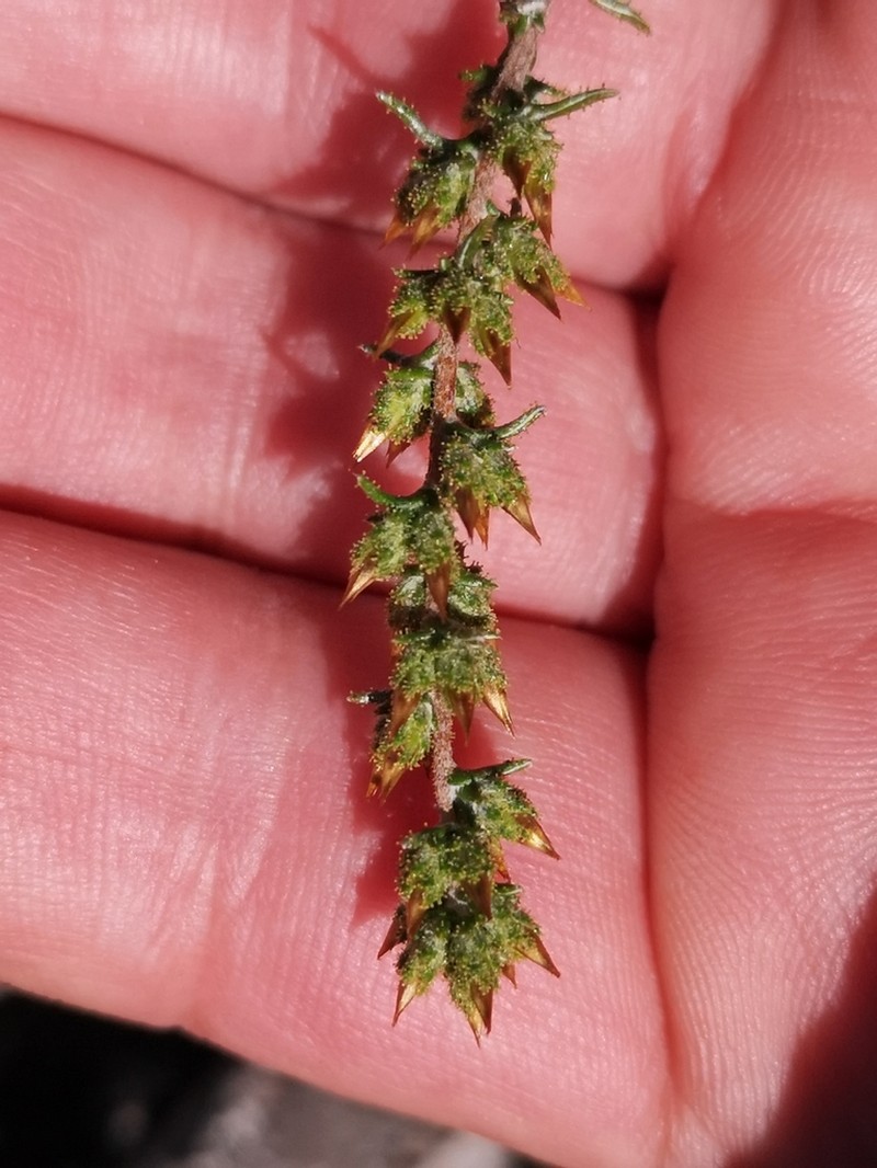 Myrovernix glandulosus photo 2