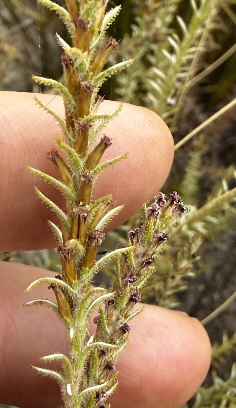 Myrovernix glandulosus photo 4