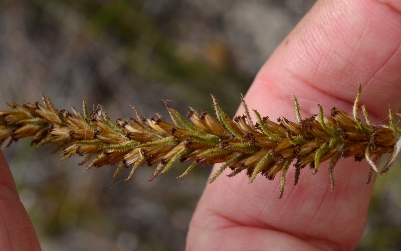 Myrovernix glandulosus photo 5