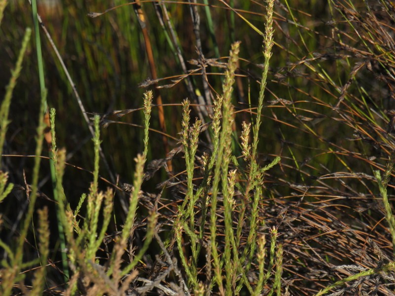 Myrovernix glandulosus photo 6
