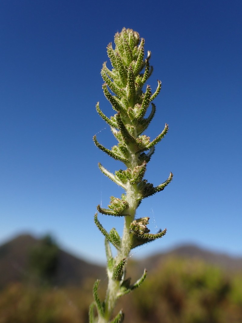 Myrovernix glandulosus photo 7