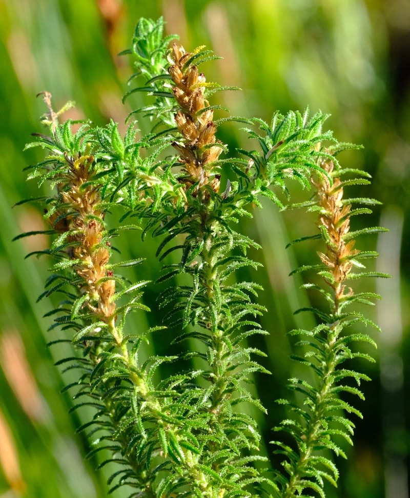 Myrovernix glandulosus photo 8