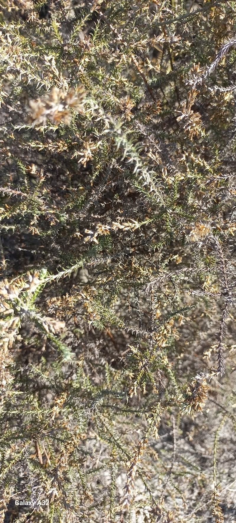 Myrovernix gnaphaloides