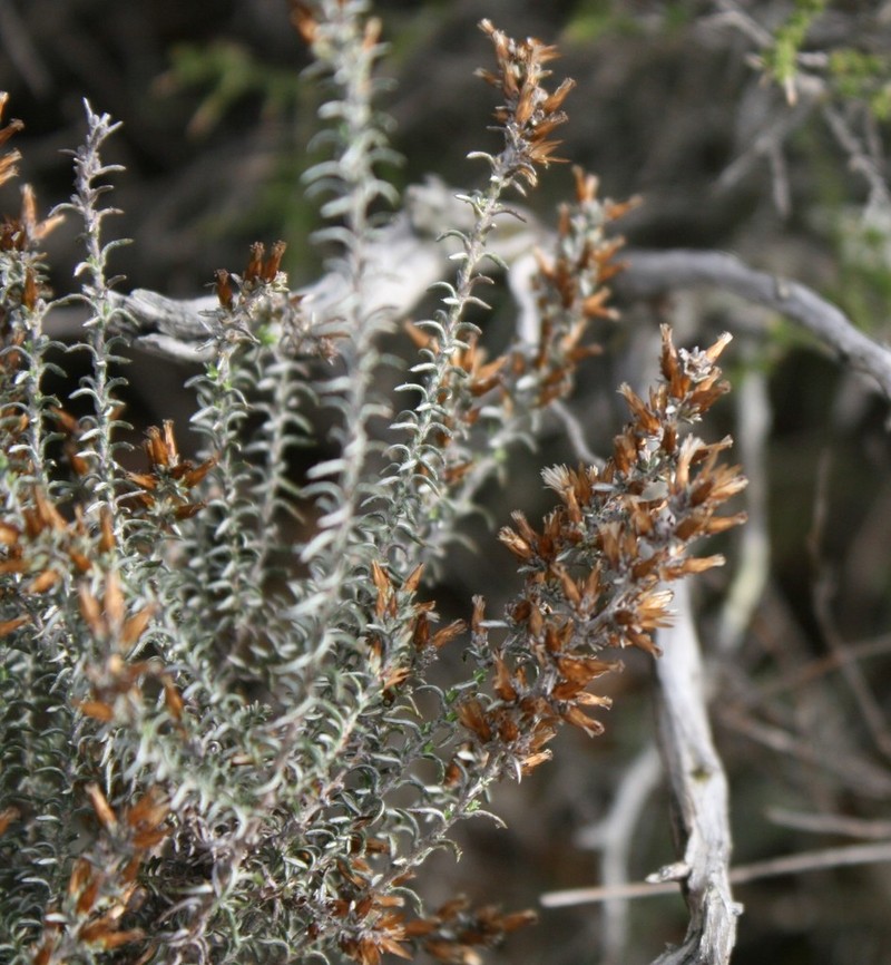 Myrovernix gnaphaloides photo 2
