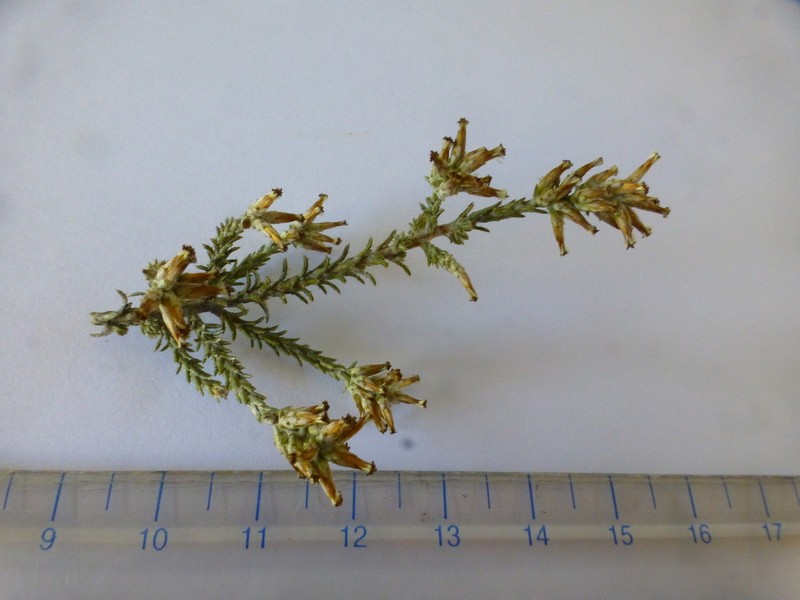 Myrovernix gnaphaloides photo 3