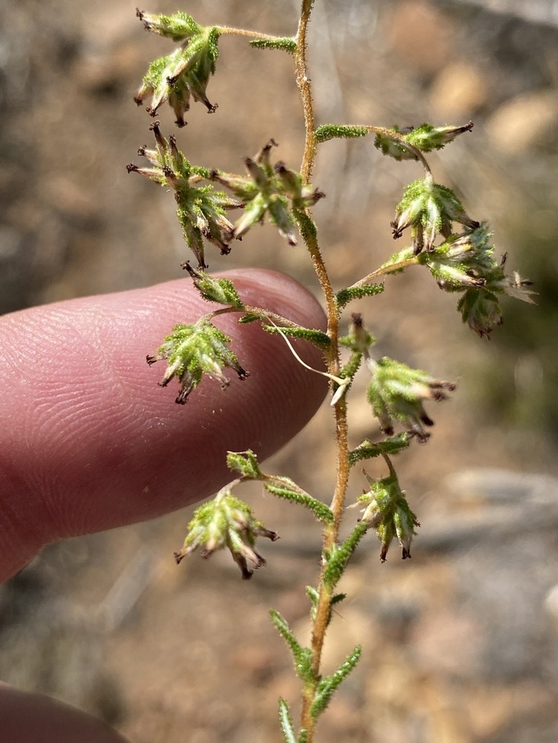 Myrovernix gnaphaloides photo 4