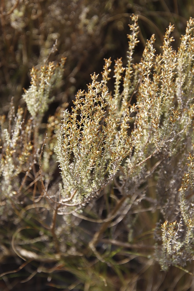 Myrovernix gnaphaloides photo 5