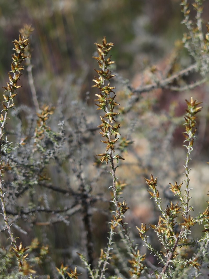 Myrovernix gnaphaloides photo 6