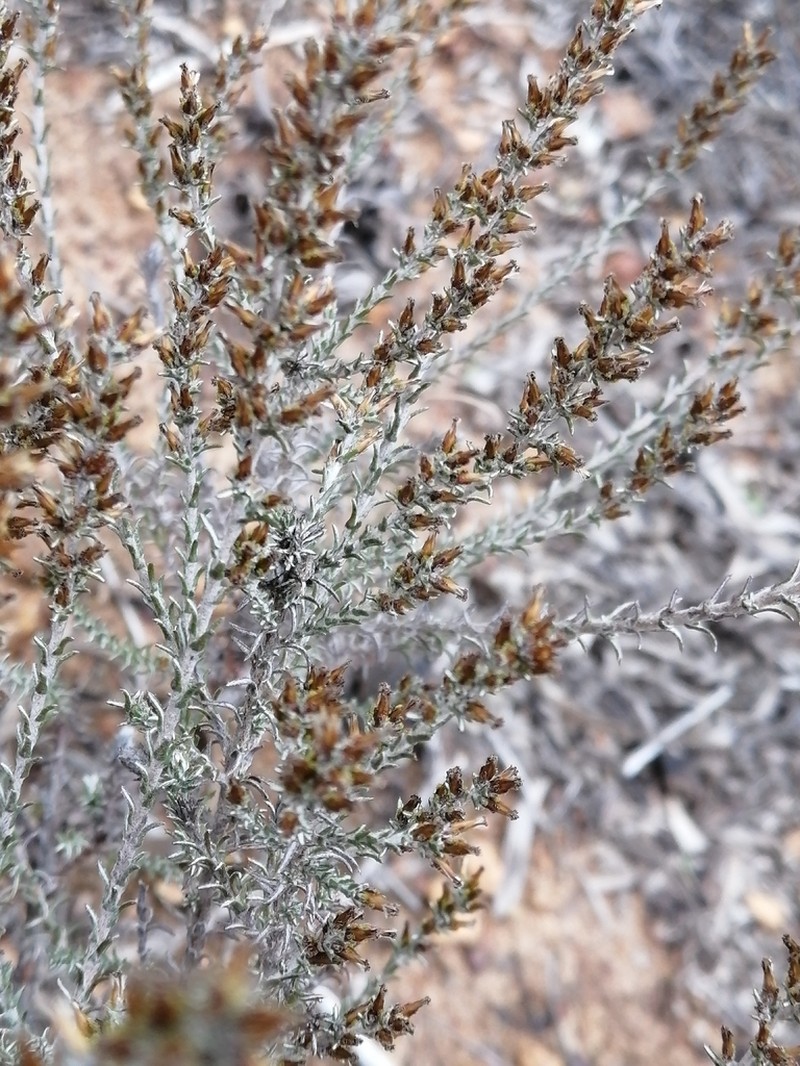 Myrovernix gnaphaloides photo 7