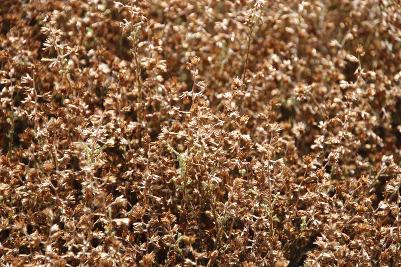 Myrovernix gnaphaloides photo 8