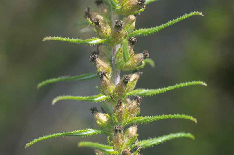 Myrovernix longifolius