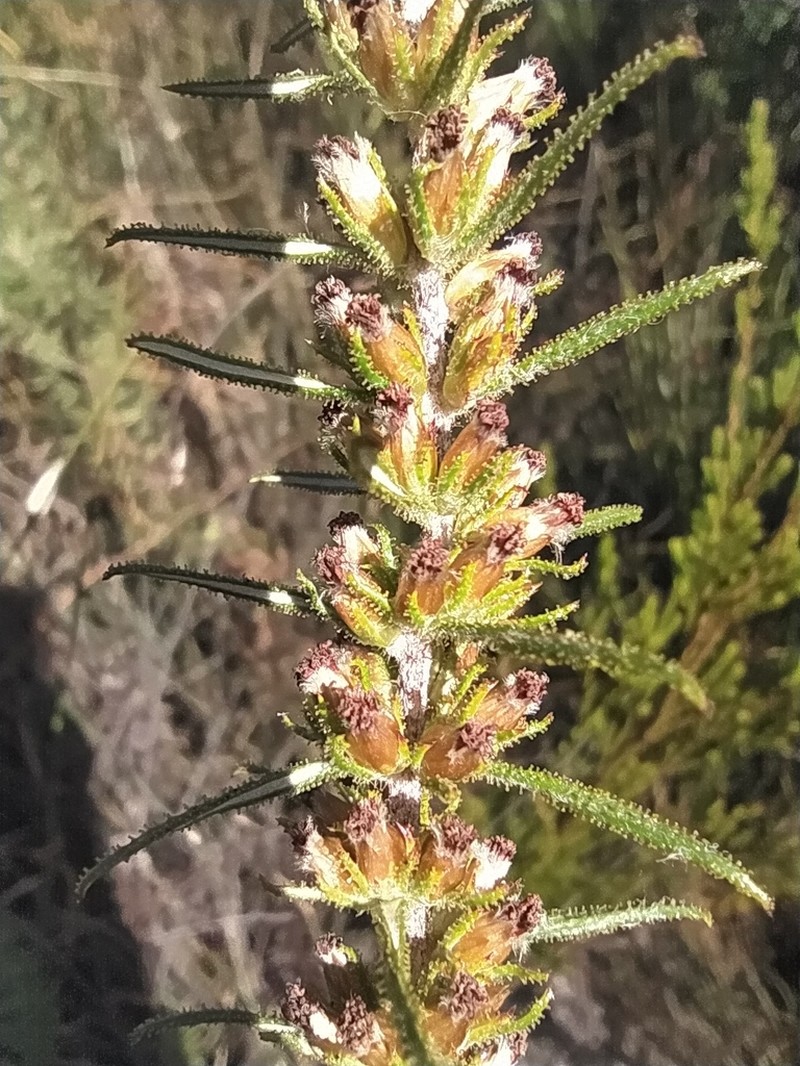 Myrovernix longifolius photo 2