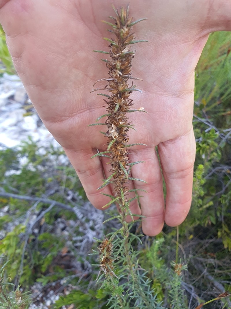 Myrovernix longifolius photo 3