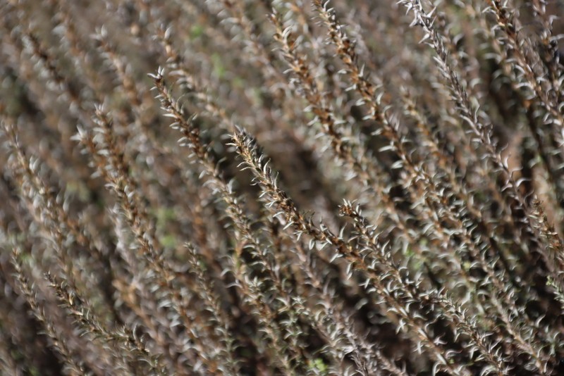 Myrovernix longifolius photo 4