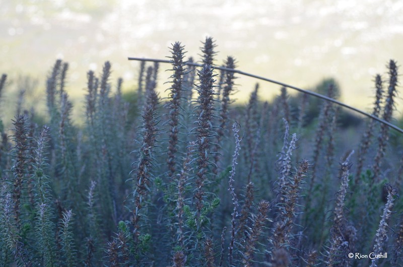 Myrovernix longifolius photo 5