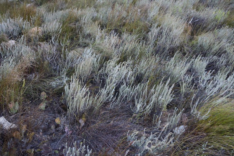 Myrovernix longifolius photo 6