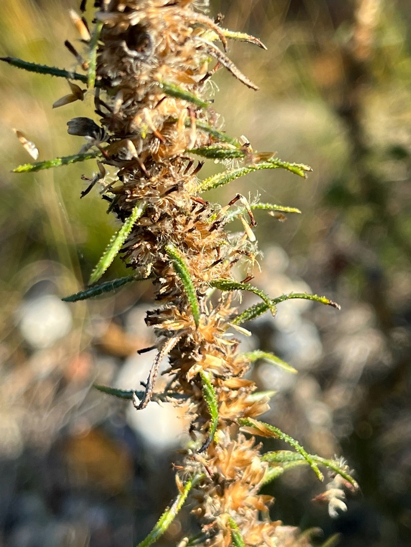 Myrovernix longifolius photo 7