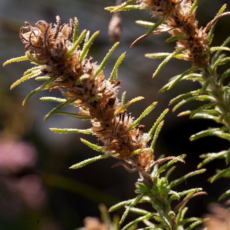 Myrovernix longifolius photo 8