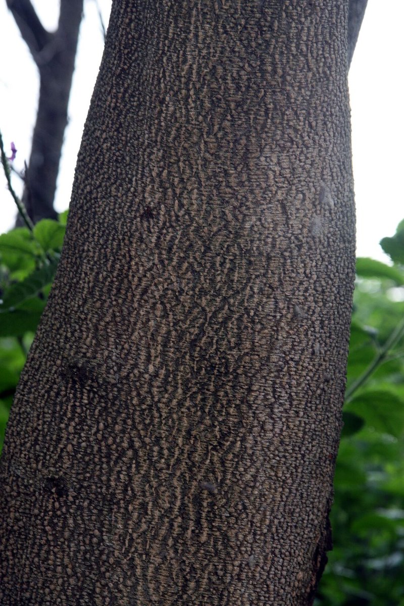 Balsam Of Tolu photo 4