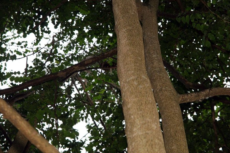 Balsam Of Tolu photo 5