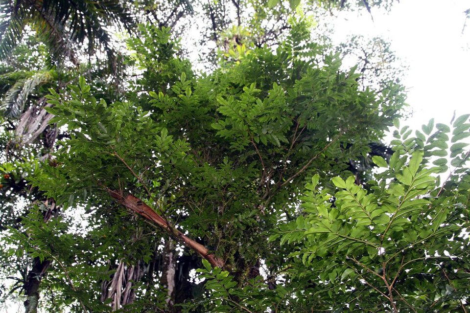 Balsam Of Tolu photo 6