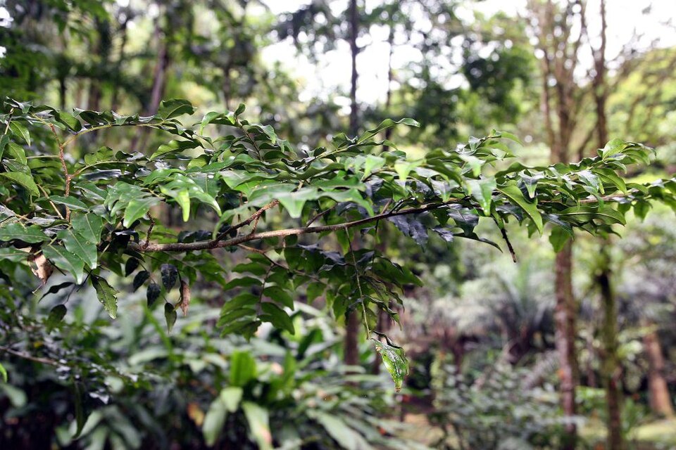 Balsam Of Tolu photo 7