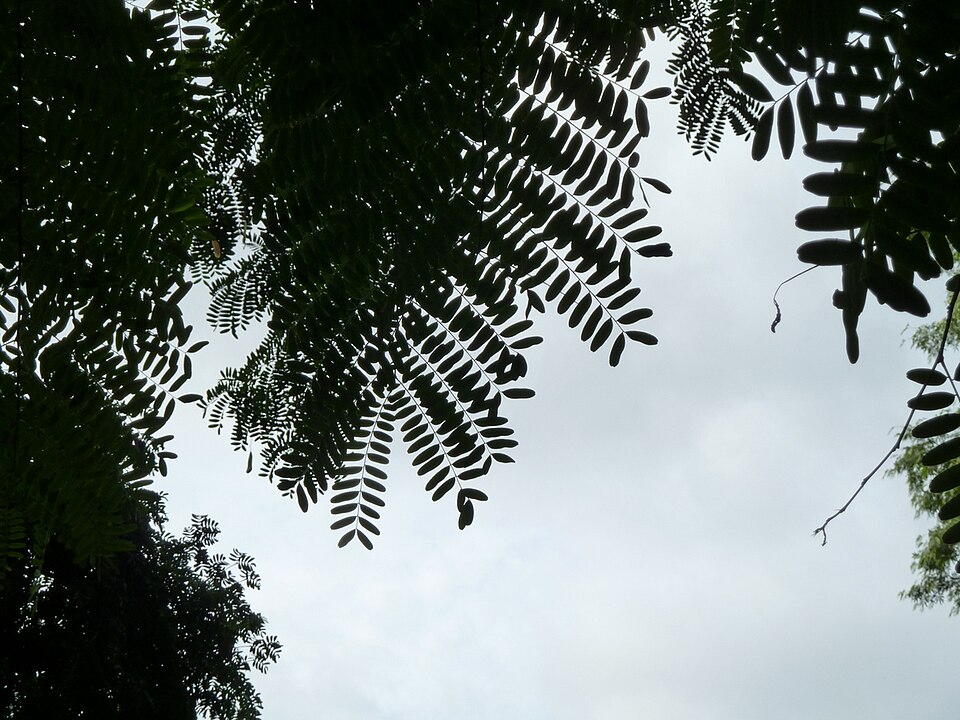 Balsam Of Tolu photo 8