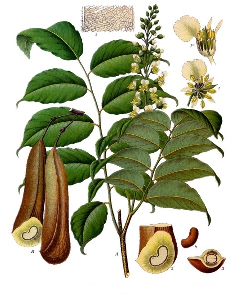 Balsam Of Tolu photo 2