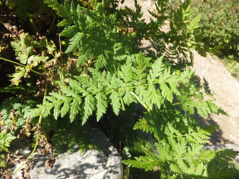 Anise photo 5
