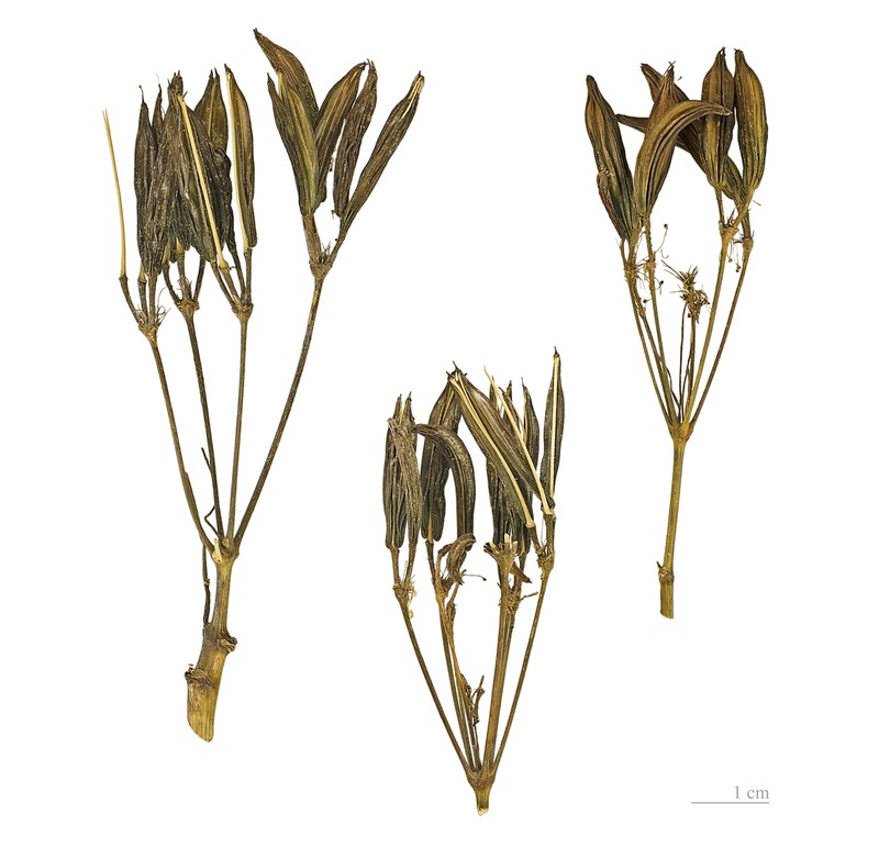 Anise photo 2
