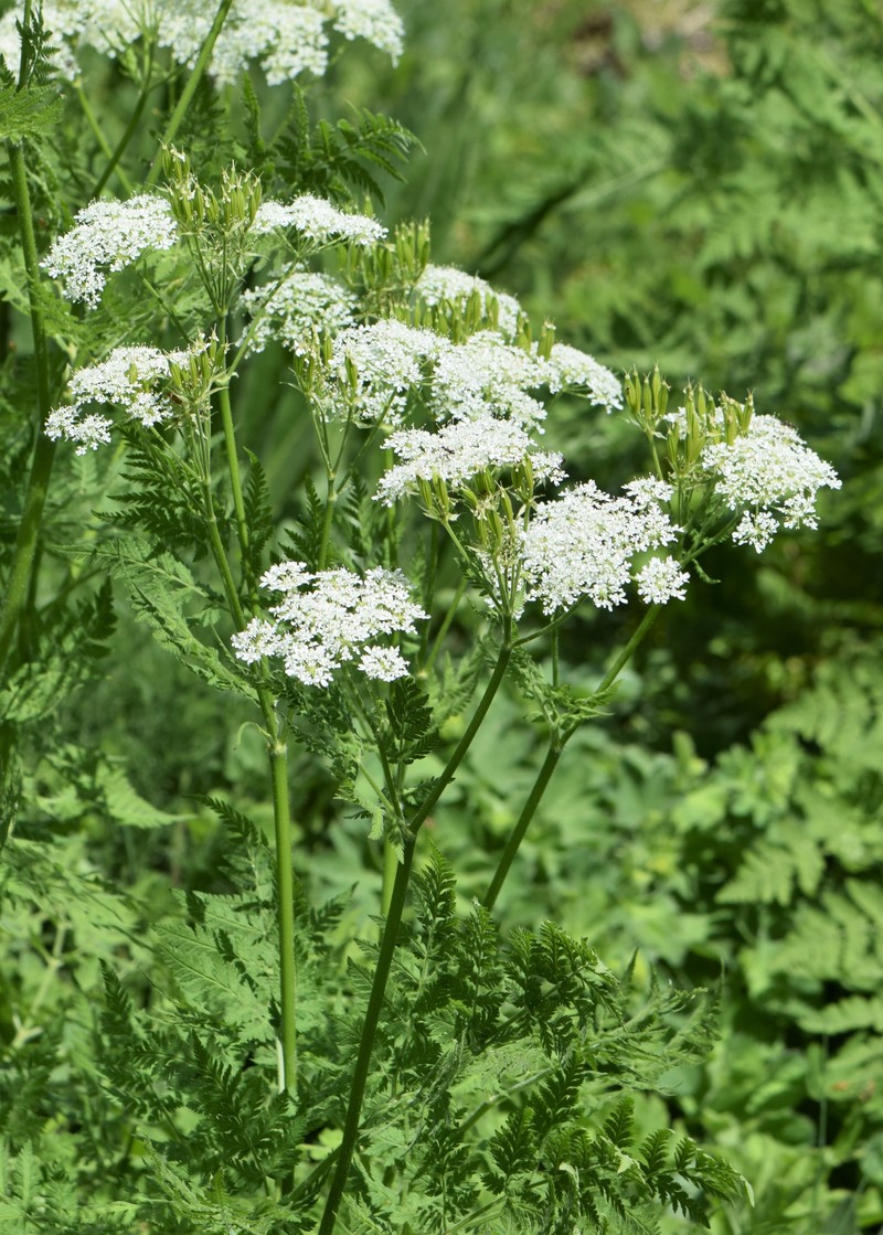Anise photo 3