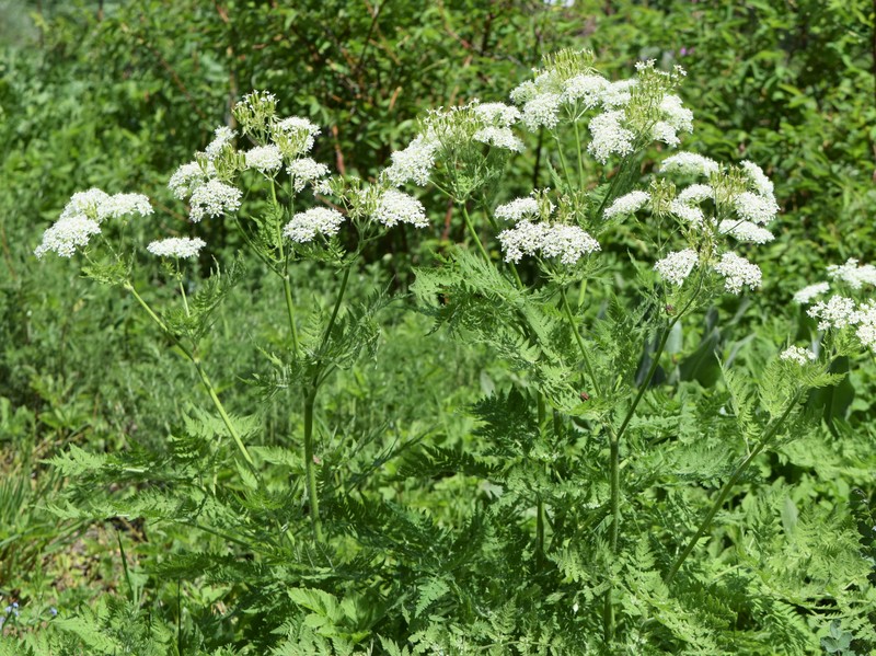 Anise photo 4