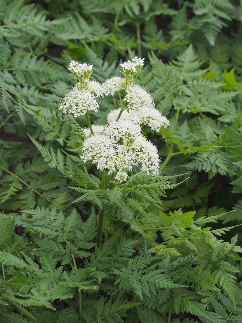 Anise photo 6