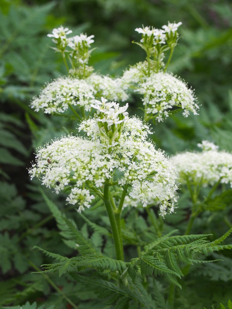 Anise photo 7