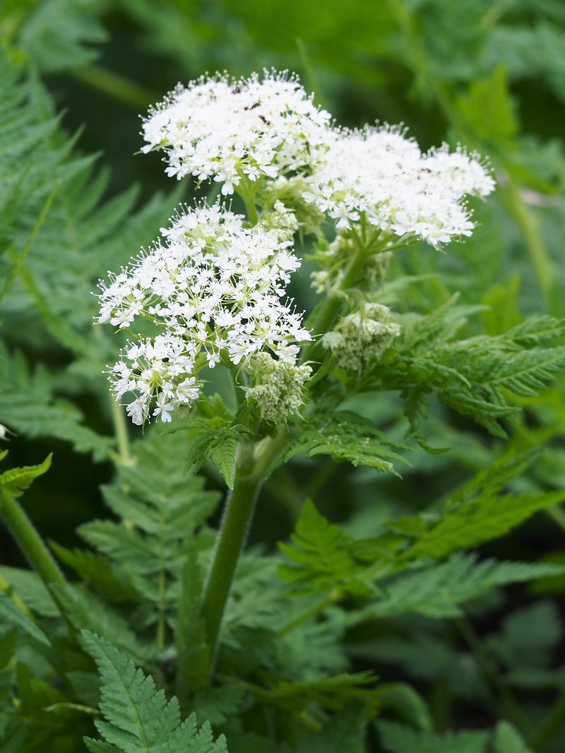 Anise photo 8
