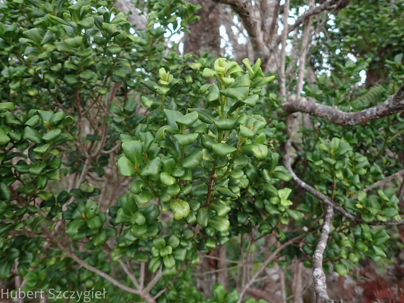Forest Colicwood photo 3