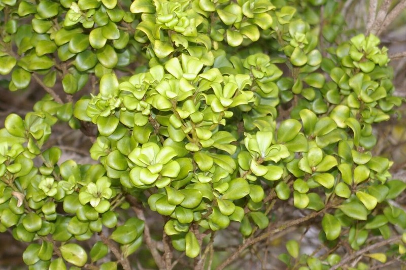 Forest Colicwood photo 4