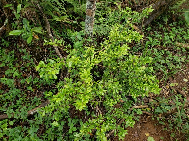 Forest Colicwood photo 5